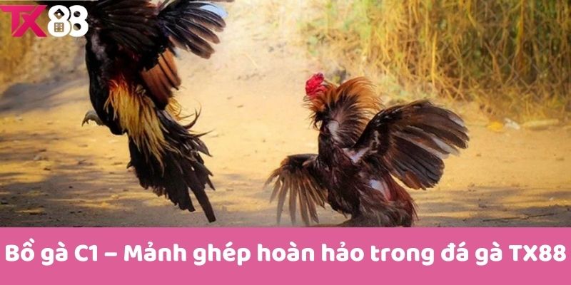 Bồ gà C1 – Mảnh ghép hoàn hảo trong đá gà TX88