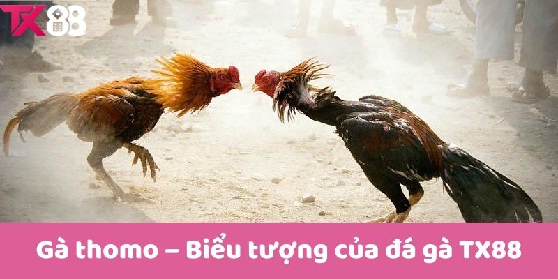 Gà thomo – Biểu tượng của đá gà TX88