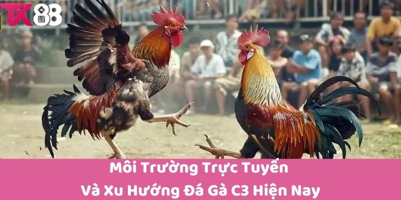 Môi Trường Trực Tuyến Và Xu Hướng Đá Gà C3 Hiện Nay