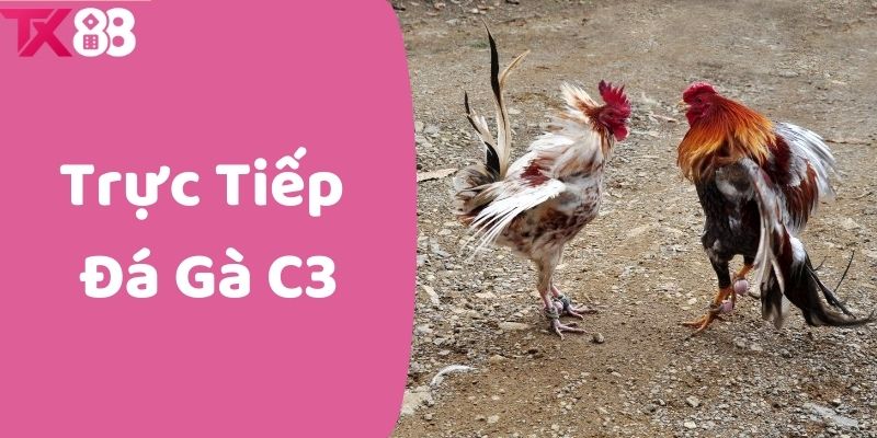 Cập Nhật Trực Tiếp Đá Gà C3 Tin Tức Và Trận Đấu Hấp Dẫn